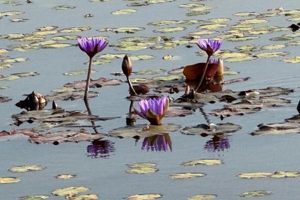 蓮花的生長不僅為濕地增添了美麗，還為水鳥和其他動物提供了棲息和繁殖的理想場所，形成了重要的食物鏈。